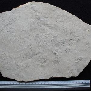 Echinoid 06