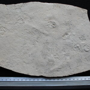 Echinoid 08