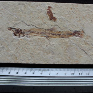 Charitopsis spinosus 01