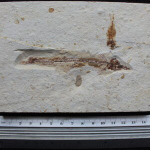 Charitopsis spinosus 10