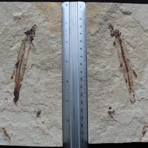 Charitopsis spinosus 13