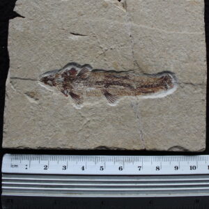 Charitopsis spinosus 17