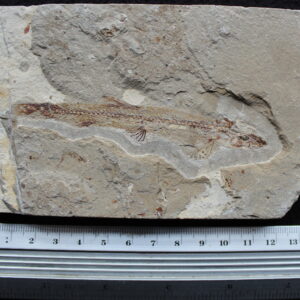 Charitopsis spinosus 18