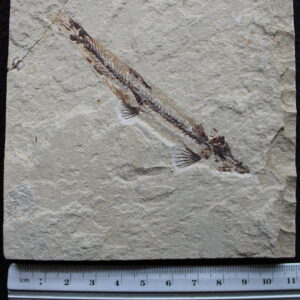 Charitopsis spinosus 21