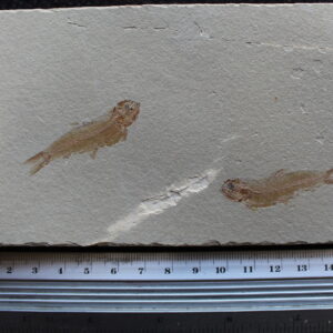 Ctenodentelops striarus 14