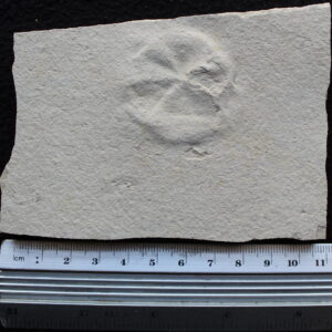 Echinoid 09
