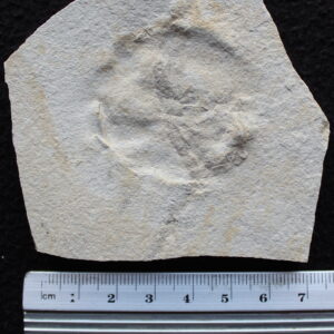 Echinoid 10