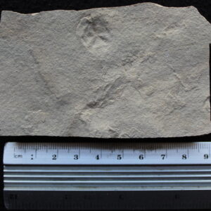 Echinoid 11