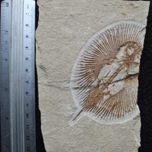 Cyclobatis 105