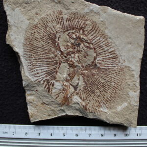 Cyclobatis 106