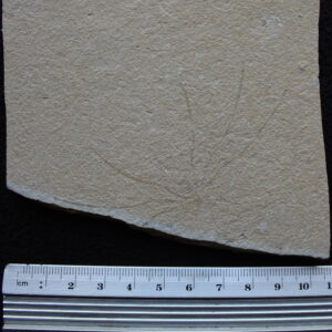 Decapod Phyllosoma 04
