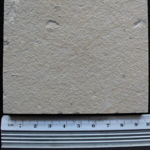 Decapod Phyllosoma 05