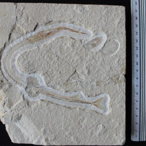 Rhynchodercetis 04
