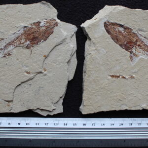 Spaniodon 43