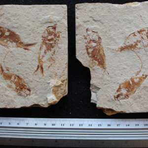 Armigatus 19R