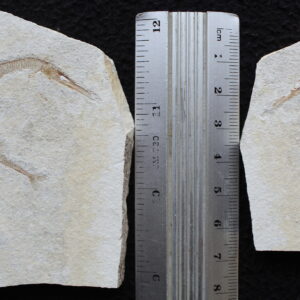 Belonostomus 30