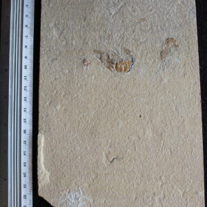 Corazzatocarcinus hadjoulae 07R