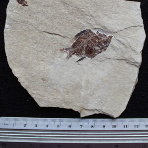 Stichocentrus 13
