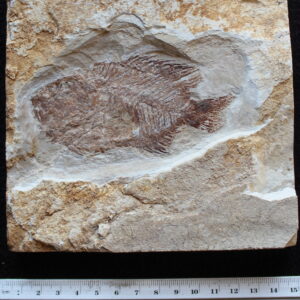 Stichocentrus liratus 02R
