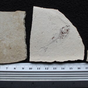 Armigatus 37