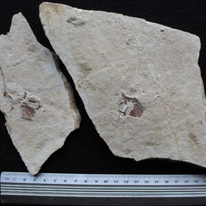 Cyclobatis 107