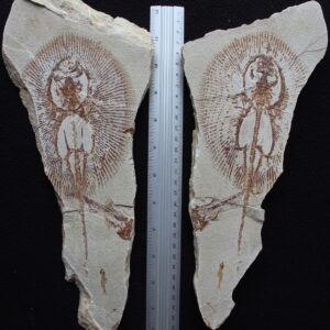 Cyclobatis 108