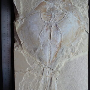 Rhombopterygia 19