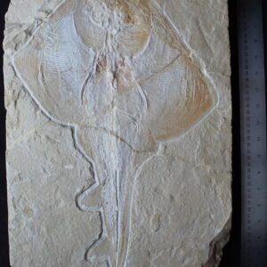 Rhombopterygia 21