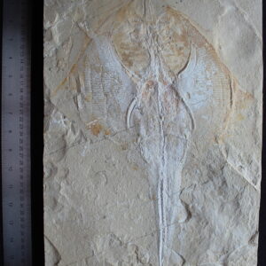 Rhombopterygia 28