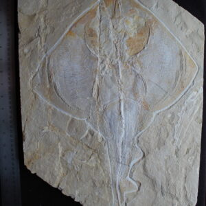 Rhombopterygia 32