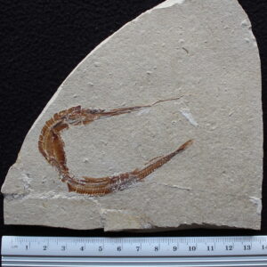 Belonostomus 31