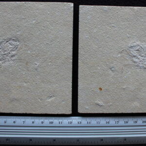Corazzatocarcinus hadjoulae 03