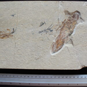 Macropomoides 03R