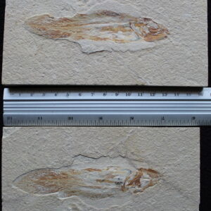 Macropomoides 33