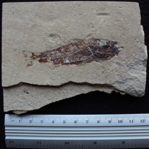 Pateroperca libanica 25
