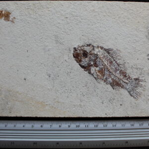 Pateroperca robusta 13R