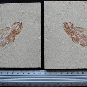 Pateroperca robusta 24
