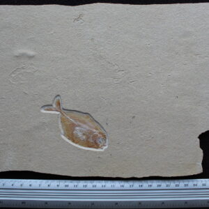 Protobrama 16