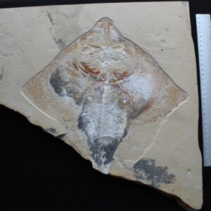 Rhombopterygia 06R